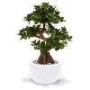 108007 panda bonsai 70 martinique 33 shiny white
