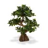 108007 panda bonsai 70 op voet