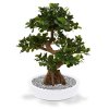 108007 panda bonsai 70 perth 43 shiny white