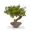 150104 pinus bonsai 40 in schaal maat 100