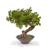 150104 pinus bonsai 40 in schaal