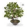 103005 ficus wiandi bonsai 45 in schaal maat 100