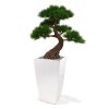 151807 pinus bonsai deluxe 80 op voet cubico 40 wit