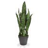 Sansevieria (50cm)