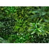 Nerium varen plantenwand Kunsthaagvoordeel detail2