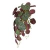 207703 saxifraga groen rood 35 az