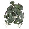 207703 saxifraga groen rood 35