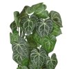 Anthurium Clarinervium hanger 80 210808 2 2