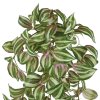 Tradescantia Tricolor 45 210704 2 2 1