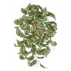 Tradescantia Tricolor 45 210704 1 2 1 1