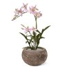 Spider Orchidee 50 roze 443405RS 4 1