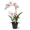 Spider Orchidee 50 roze 443405RS 1 2