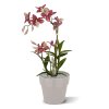 Spider Orchidee 50 burgundy 443405BU 2 1