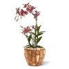 Spider Orchidee 50 burgundy 443405BU 3 1 1