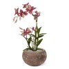 Spider Orchidee 50 burgundy 443405BU 4 1