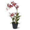 Spider Orchidee 50 burgundy 443405BU 1 2