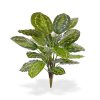 403006 calathea roseoptica boeket 65 1