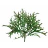 Platycerium Bush 30 cm Multicolor 5594MLT