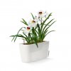 FP TDR20 w Miltonia spectabilis