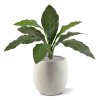 Anthurium Jungle King boeket 60 151006 3 1