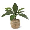 Anthurium Jungle King boeket 60 151006 5 1