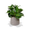 510069 2x peperomia obtusifolia tak 50 in ceramic pot 1 1 1