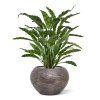 443606 Calathea Leopardina 60 2