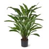 443606 Calathea Leopardina 60 1