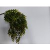 Umělá rostlina Boxwood Hanging (40cm)  buxus