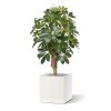 schefflera kunstplant 65 cm op voet 130306 5 2