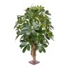 130306 schefflera 65 2