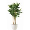 Cordyline Florida 200 cm Variegated V5416007