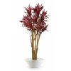 Cordyline Florida 260 cm Red V1076003