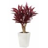 Cordyline Crown Mini 160 cm Red V1076004