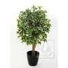 ficus exotica 120cm