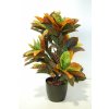 Croton Bush 80 cm Multicolor 5507002