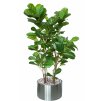 Ficus Lyrata Wild Boschetto 220 cm Green V5660002