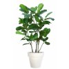 Ficus Lyrata Wild Boschetto 150 cm Green V5658001