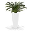 180108 cycas palm deluxe 80 kentucky 80 shiny white 1 1