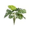 monstera