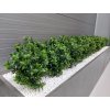 Umělá rostlina Boxwood Bush (60cm) - UV  buxus