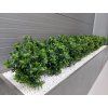 Umělá rostlina Buxus bush (60cm) - UV  boxwood