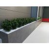Umělá rostlina Buxus bush (60cm) - UV  boxwood