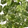 Pilea Peperomioides 60 211206 2