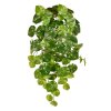 Pilea Peperomioides 60 211206 1