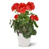 Geranium boeket 38 uv rood 444103UVRD 3