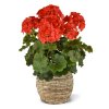 Geranium XL 40 rood 444104UVRD 5