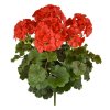 Geranium XL 40 rood 444104UVRD 1