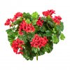 Umělá rostlina Pelargonie "kaskáda" (35cm) - červená