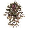 205306 Tradescantia 60 groen rood 01 3